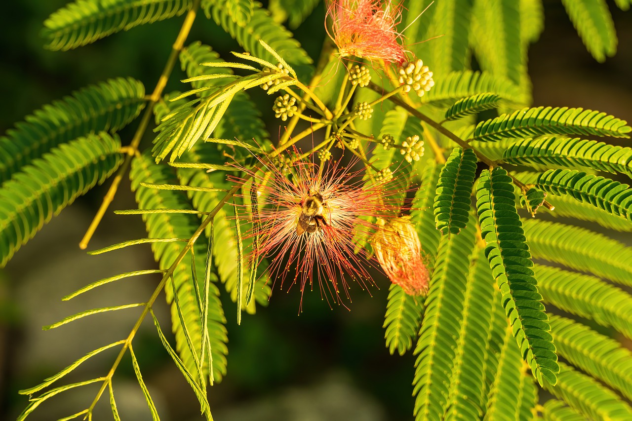 Mimosa Hostilis