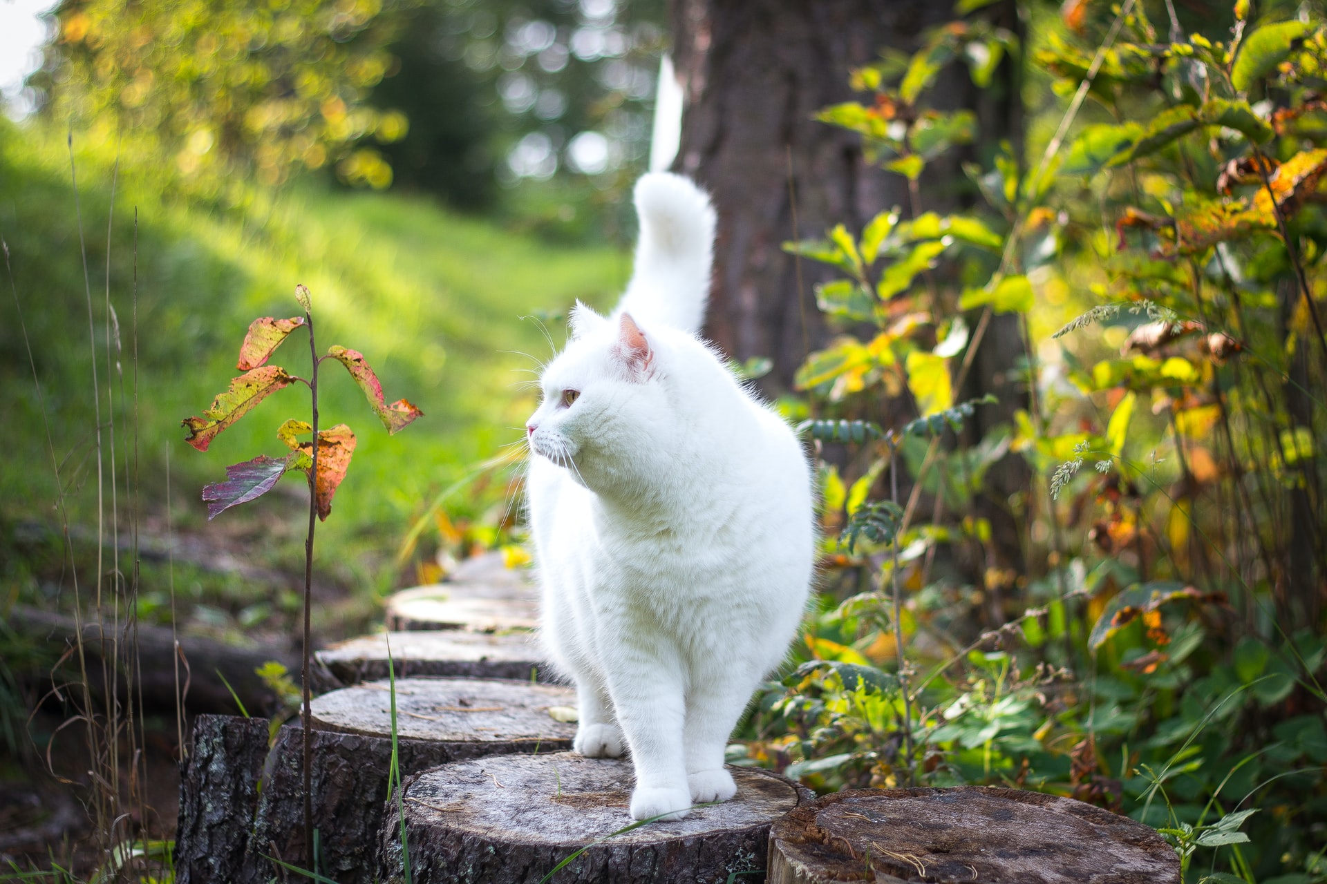 A Guide to Pet-Friendly Plants For Your Home and Garden