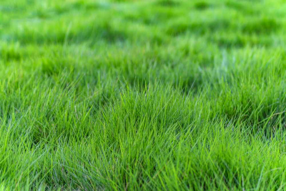 environmental benefits of synthetic grass