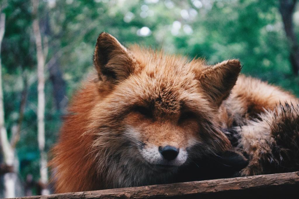 nature in Japan