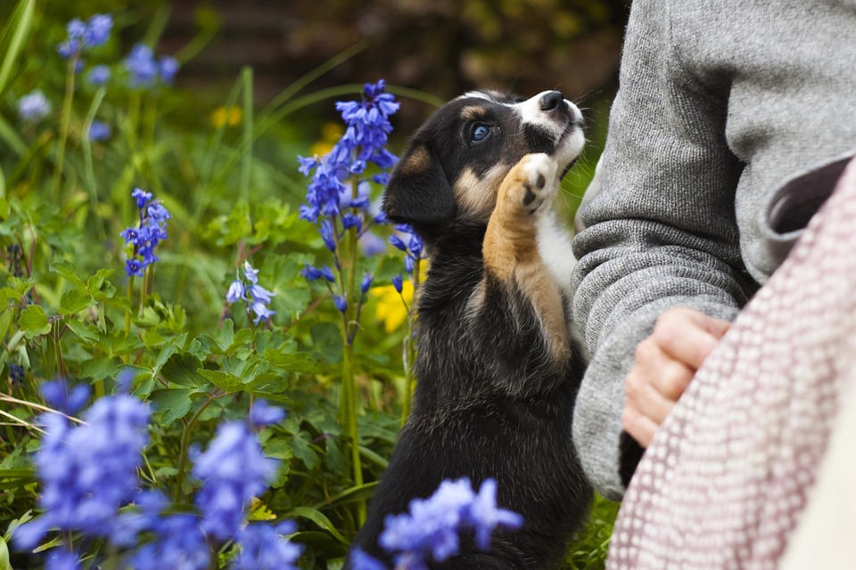 dog-friendly garden