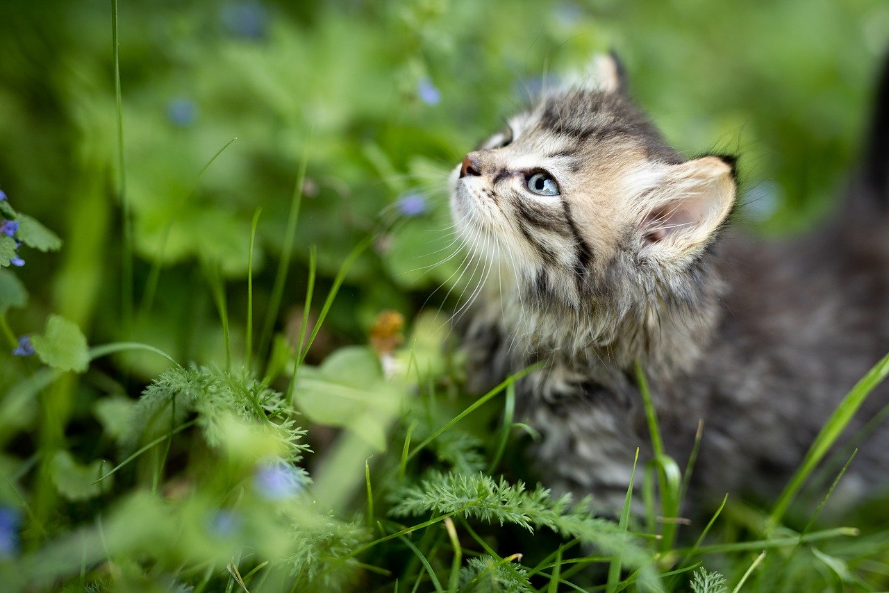 stray cats in Hawaii