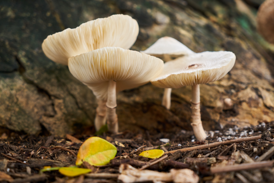 mushroom tea