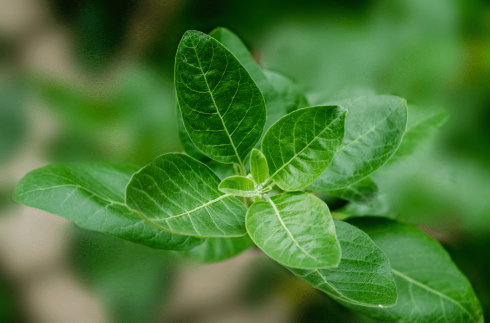 herbs that boost stamina