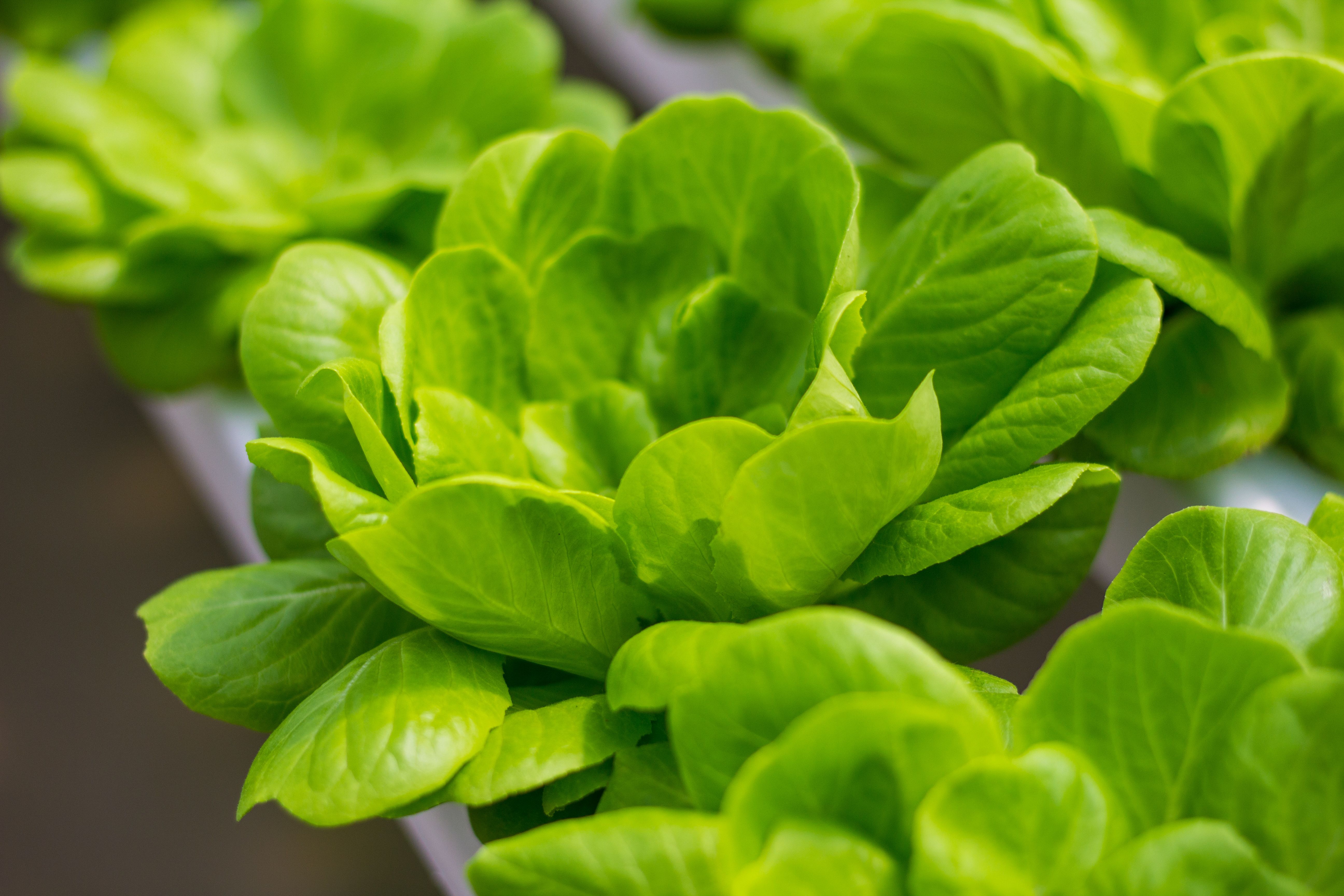 indoor gardening benefits