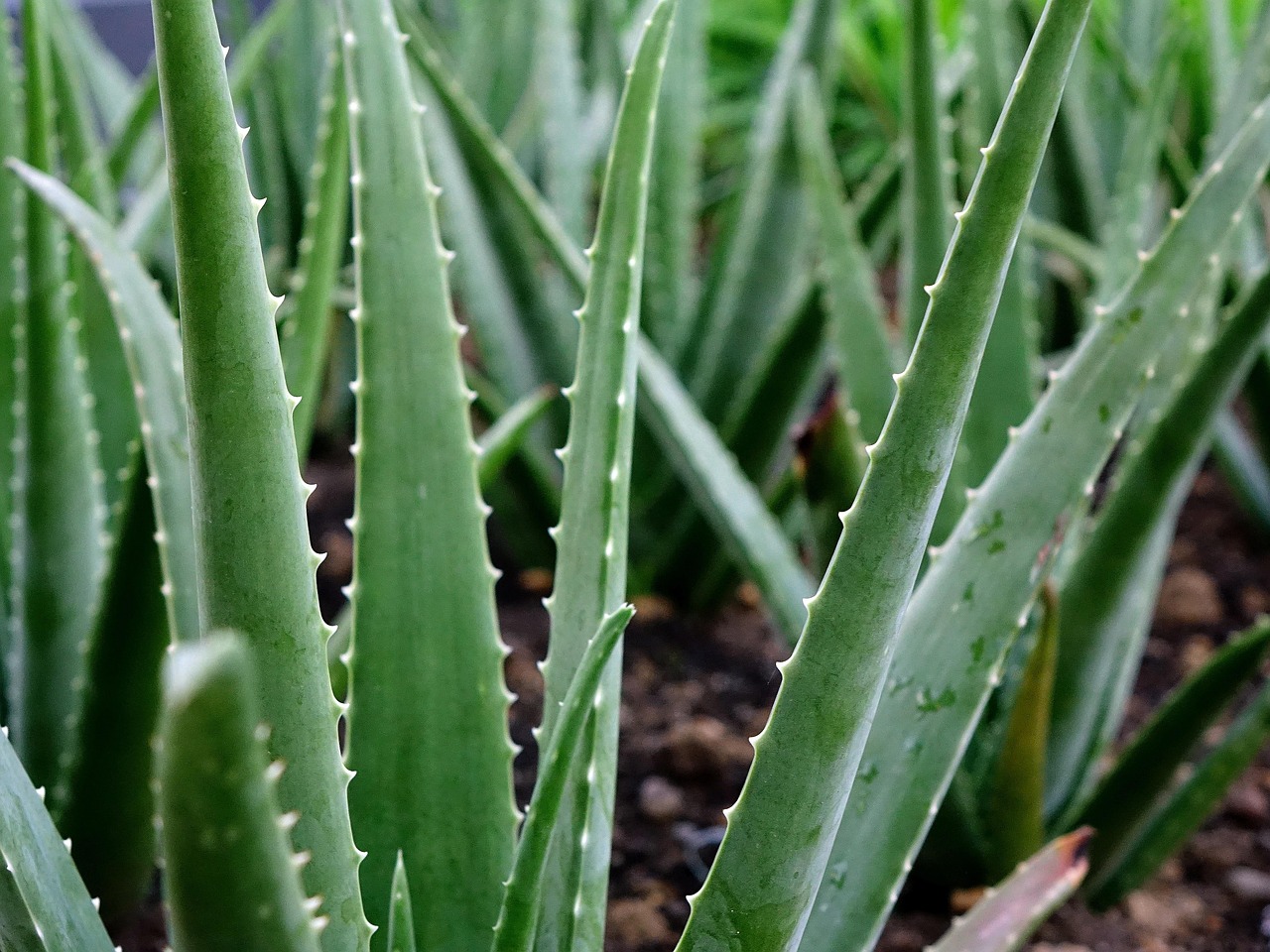 best aloe vera gels