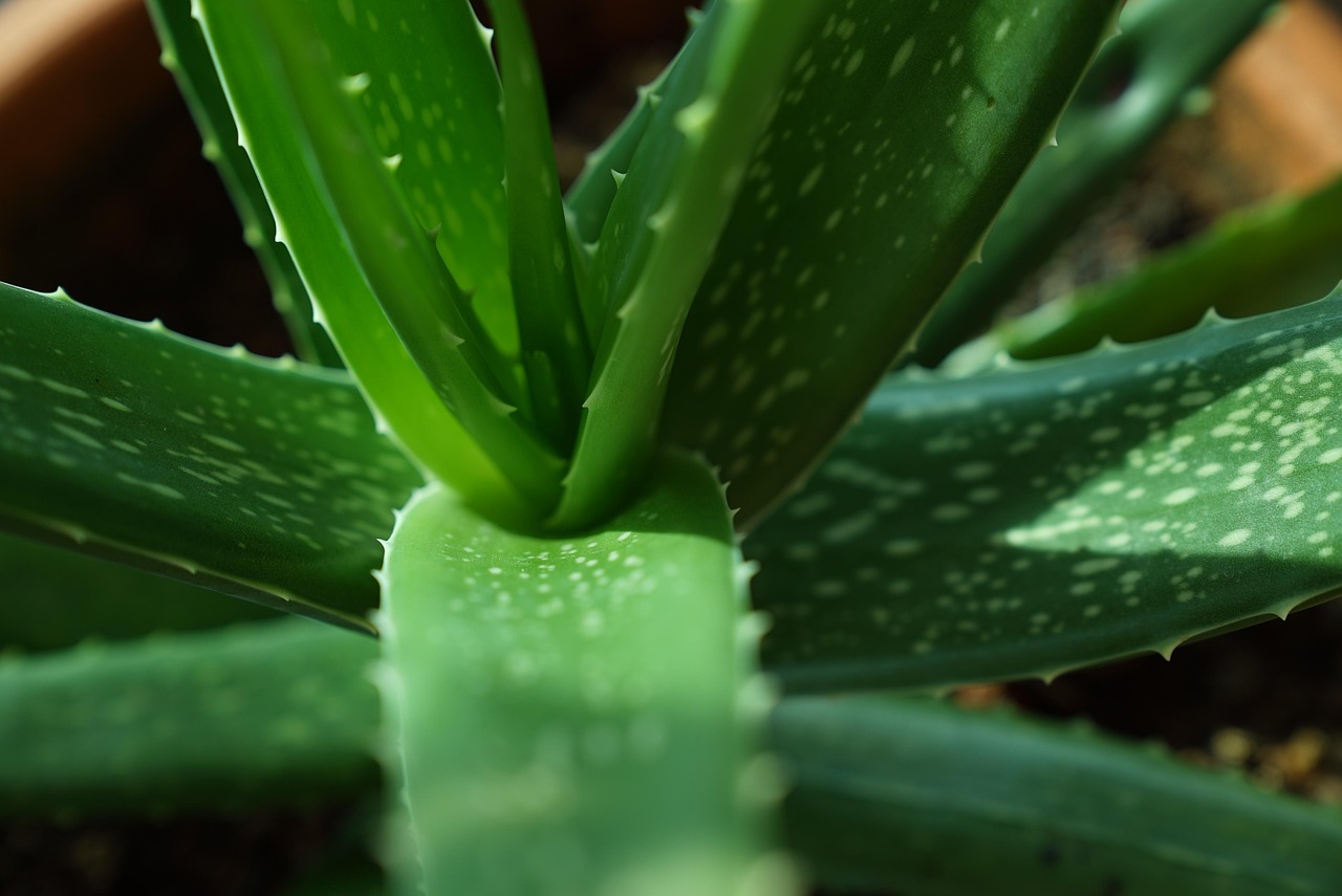 guide to aloe vera gel